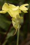 Yellow butterwort